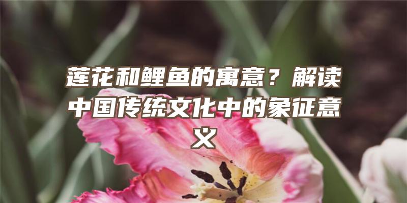 莲花和鲤鱼的寓意？解读中国传统文化中的象征意义